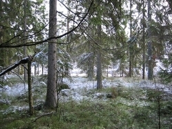 Kl�der f�r l�pning utomhus i skog, kompass och SI-pinne om du har